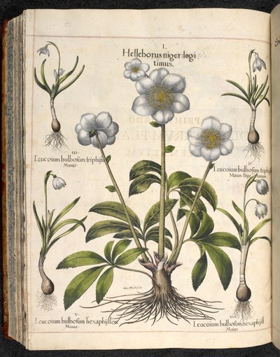 Plate 29: Helleborus Niger, from Hortus Eystettensis, by Basilius Besler by Basilius Besler