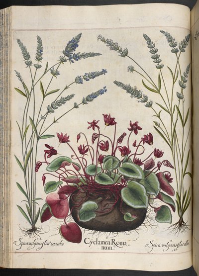 Plate 347: Cyclamen Romanum, from Hortus Eystettensis, by Basilius Besler by Basilius Besler
