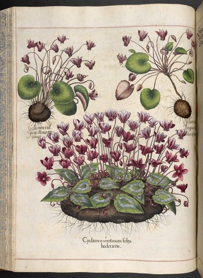 Plate 348: Cyclamen. Hortus Eystettensis, Basilius Besler, 1613 by Basilius Besler