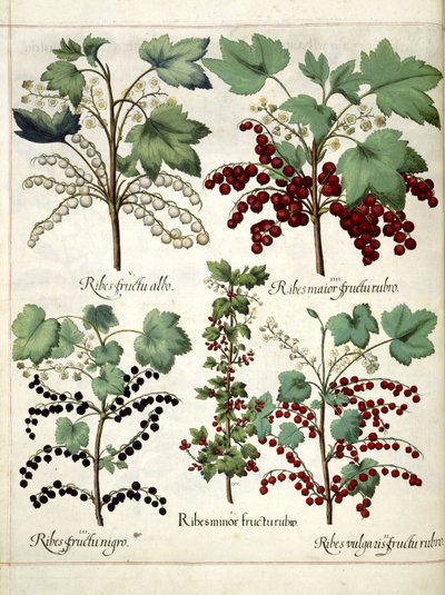 Red and blackcurrant plants, from 