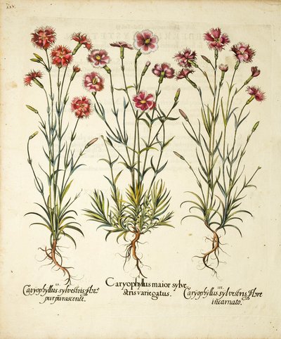 Varieties of Caryophyllus Sylvestris (published in Hortus Eystettensis) by Basilius Besler