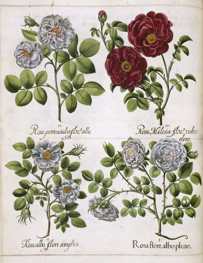 White and Red Rose, from 