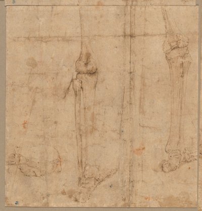 Lower Half of Skeleton from the Back by Battista Franco