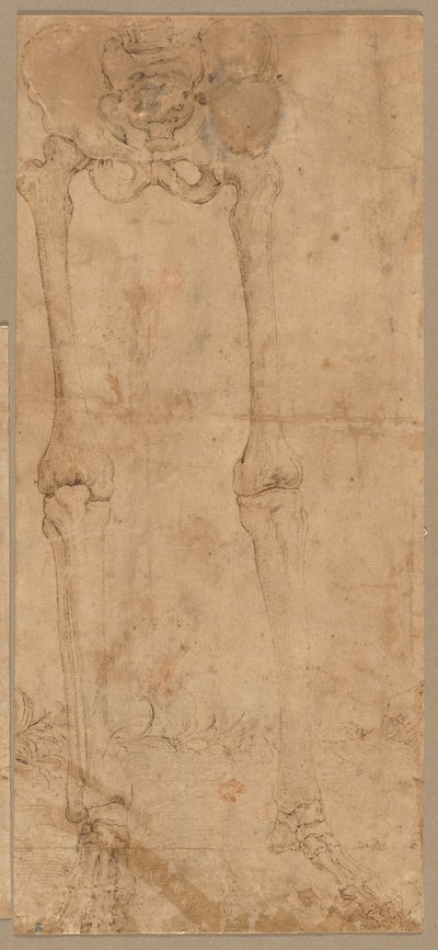 Lower Half of Skeleton from the Front by Battista Franco