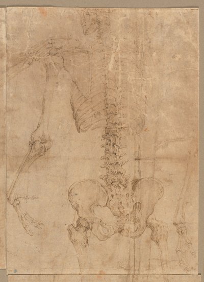 Upper Half of Skeleton from the Back by Battista Franco