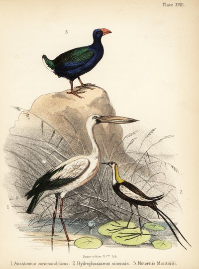 Asian Openbill, Pheasant-tailed Jacana and Takahe by Bauerrichter