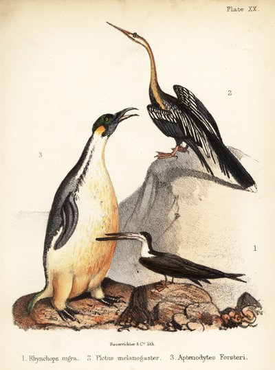 Black skimmer, Oriental darter and emperor penguin by Bauerrichter