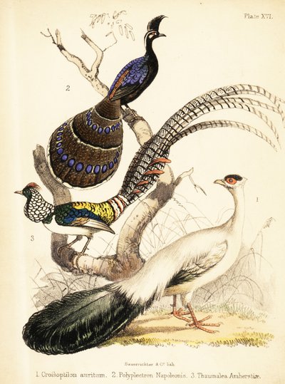 Blue-Eared Pheasant, Palawan Peacock-Pheasant and Lady Amherst