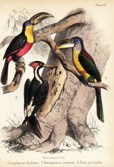 Green-billed toucan, curl-crested aracari and ivory-billed woodpecker 1855 by Bauerrichter