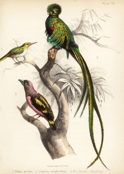 Jamaican Tody, Resplendent Quetzal and Banded Broadbill 1855 by Bauerrichter