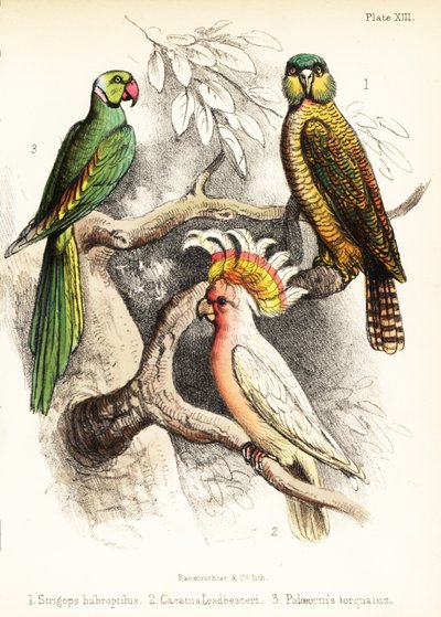 Kakapo, Major Mitchell