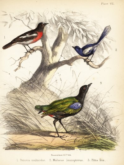 Pacific robin, white-winged fairywren and rainbow pitta by Bauerrichter