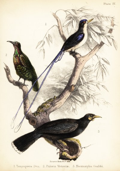 Paradise Kingfisher, Victoria