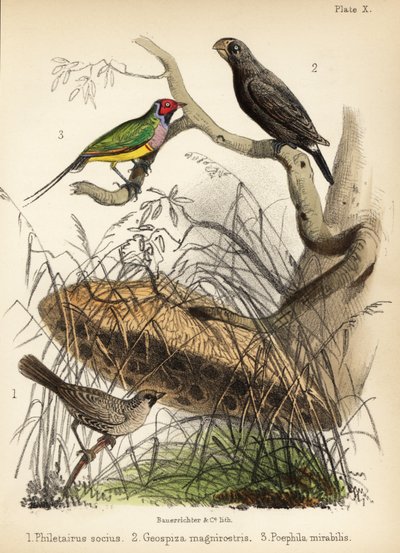 Sociable weaver, large ground finch and Gouldian finch. 1855 by Bauerrichter
