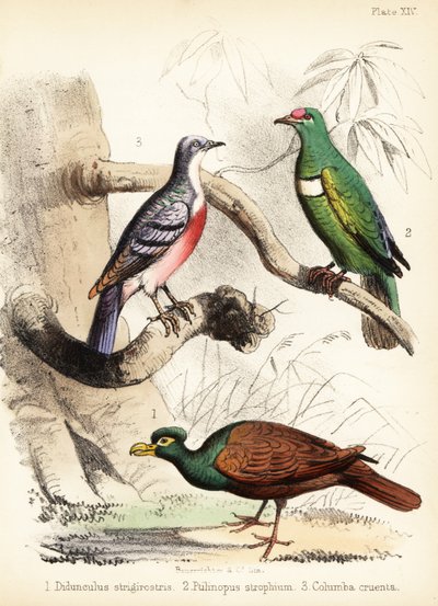 Tooth-Billed Pigeon, White-Bibbed Fruit Dove and Luzon Bleeding 1855 by Bauerrichter