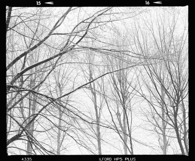 Bare Winter Branches by Beata Brząkalik-Gburek