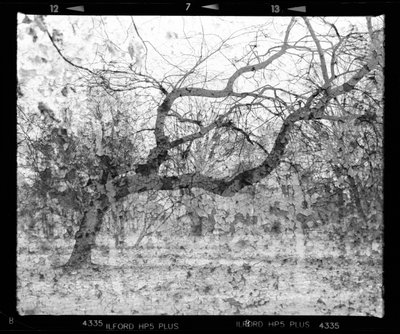 Branches of Memory by Beata Brząkalik-Gburek