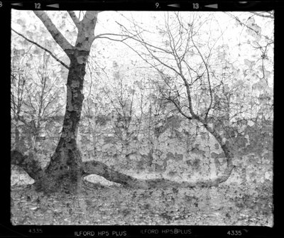 Distressed Forest Trees by Beata Brząkalik-Gburek