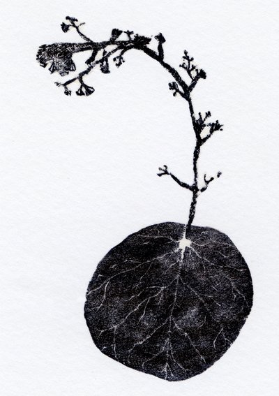 Lichen Leaf by Bella Larsson