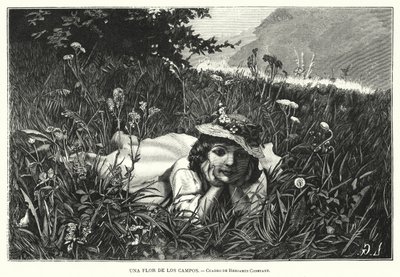 A Flower of the Fields by Benjamin  Constant