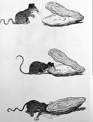 The Rat and the Oyster by Benjamin (after) Rabier
