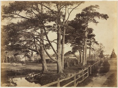 Scotch Firs, Hawkhurst by Benjamin Brecknell Turner