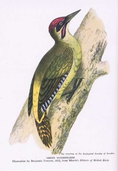 Green Woodpecker, Nature in Britain published by Collins by Benjamin Fawcett