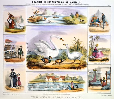The Swan, Goose and Duck by Benjamin Waterhouse Hawkins