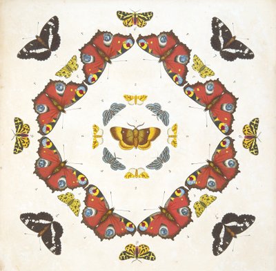 Detail from Plate 1, from A Rare Depiction of Butterflies and Moths, pub. 1764 by Benjamin Wilkes
