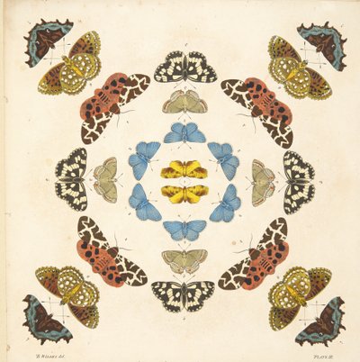 Detail from Plate III, from A Rare Depiction of Butterflies and Moths, pub. 1764 by Benjamin Wilkes