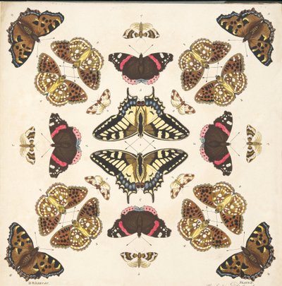 Detail from Plate II, from A Rare Depiction of Butterflies and Moths, pub. 1764 by Benjamin Wilkes