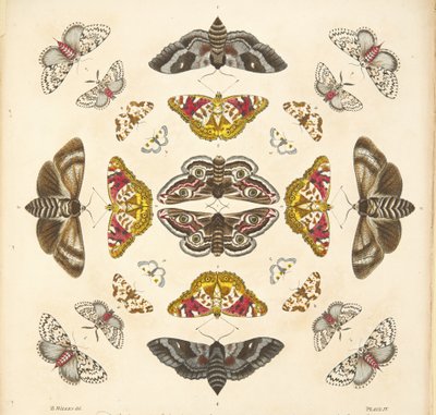 Detail from Plate IV, from A Rare Depiction of Butterflies and Moths, pub. 1764 by Benjamin Wilkes