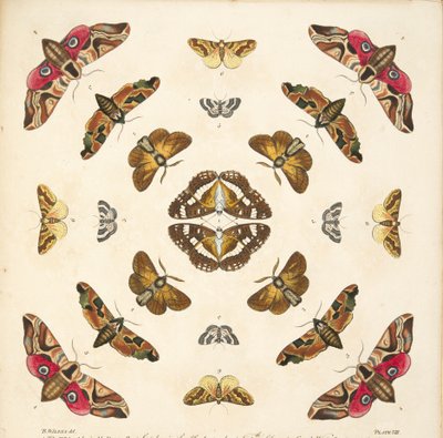 Detail from Plate VIII, from A Rare Depiction of Butterflies and Moths, pub. 1764 by Benjamin Wilkes