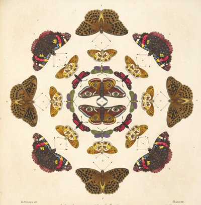 Detail from Plate VII, from A Rare Depiction of Butterflies and Moths, pub. 1764 by Benjamin Wilkes