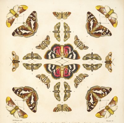 Detail from Plate VI, from A Rare Depiction of Butterflies and Moths, pub. 1764 by Benjamin Wilkes