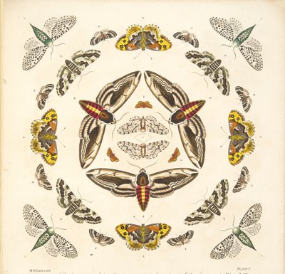 Detail from Plate V, from A Rare Depiction of Butterflies and Moths, pub. 1764 by Benjamin Wilkes