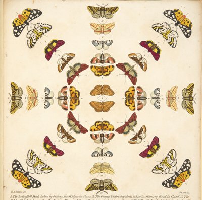 Detail from Plate XI, from A Rare Depiction of Butterflies and Moths, pub. 1764 by Benjamin Wilkes