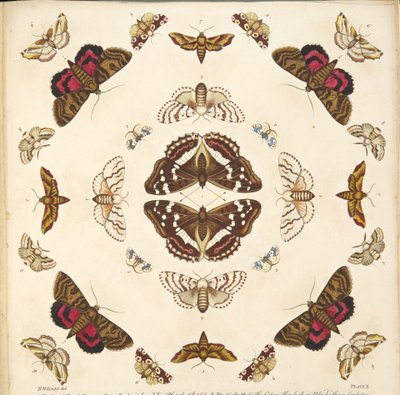 Detail from Plate X, from A Rare Depiction of Butterflies and Moths, pub. 1764 by Benjamin Wilkes