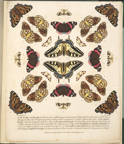 Plate II, from A Rare Depiction of Butterflies and Moths, pub. 1764 by Benjamin Wilkes