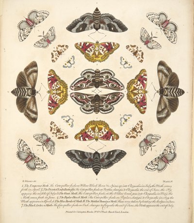 Plate IV, from A Rare Depiction of Butterflies and Moths, pub. 1764 by Benjamin Wilkes