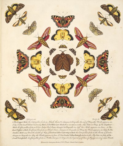 Plate IX, from A Rare Depiction of Butterflies and Moths, pub. 1764 by Benjamin Wilkes