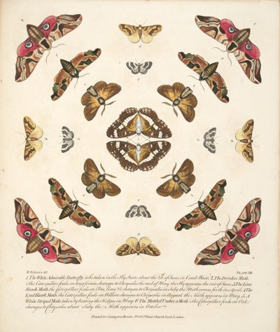 Plate VIII, from A Rare Depiction of Butterflies and Moths, pub. 1764 by Benjamin Wilkes