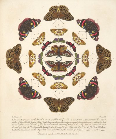 Plate VII, from A Rare Depiction of Butterflies and Moths, pub. 1764 by Benjamin Wilkes