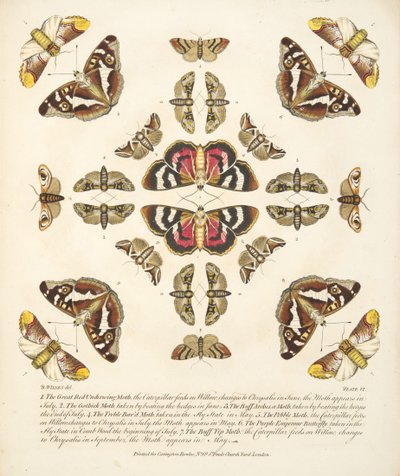 Plate VI, from A Rare Depiction of Butterflies and Moths, pub. 1764 by Benjamin Wilkes