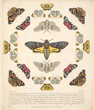 Plate XII, from 