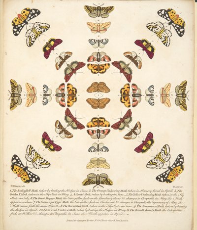 Plate XI, from A Rare Depiction of Butterflies and Moths, pub. 1764 by Benjamin Wilkes