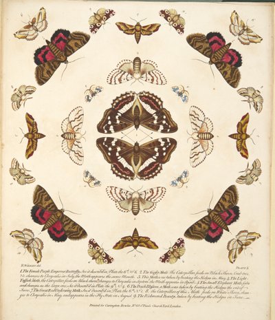 Plate X, from A Rare Depiction of Butterflies and Moths, pub. 1764 by Benjamin Wilkes