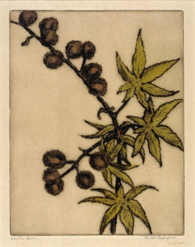 Castor Bean by Bertha E. Jaques