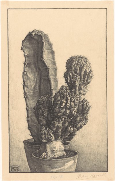 Cacti by Bertha van Hasselt (signed by artist)