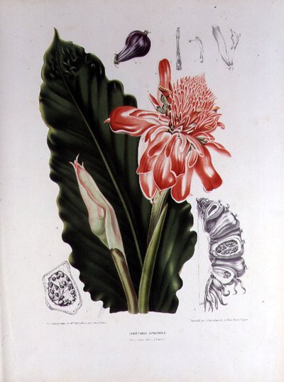 Elettaria Speciosa, illustration from 